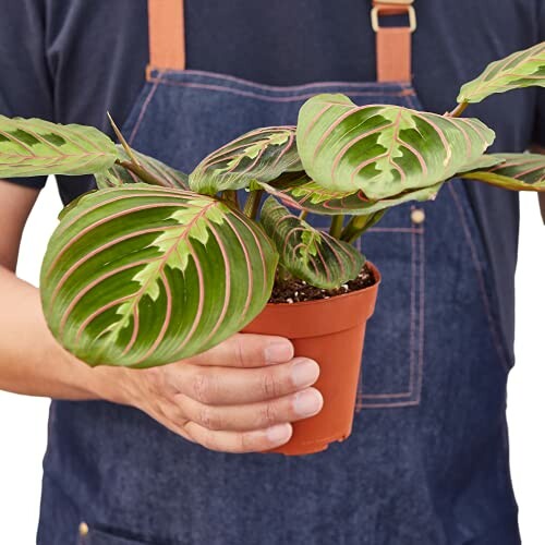 Person holding a prayer plant in a small pot