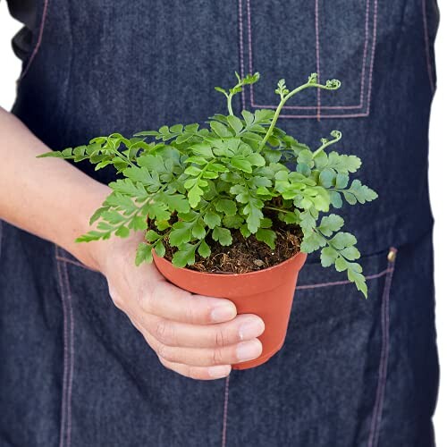 Person holding a small fern plant in a pot