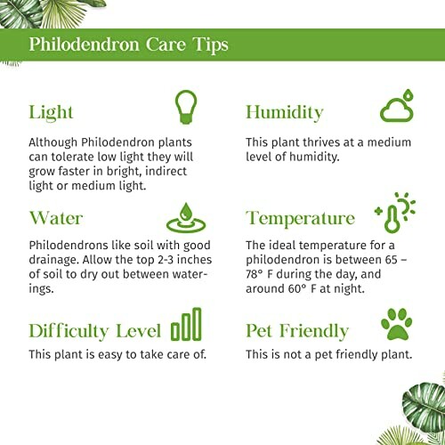 Philodendron care tips covering light, humidity, water, temperature, difficulty level, and pet friendliness.