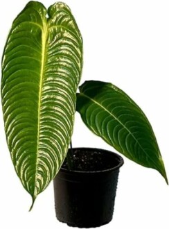 Philodendron Gloriosum plant in a black pot