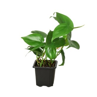 Philodendron plant in a black pot