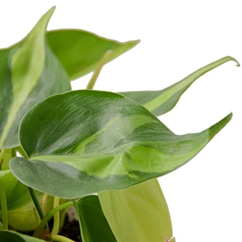 Close-up of green philodendron leaves