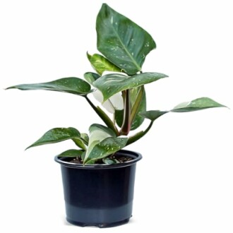 Philodendron plant in a black pot