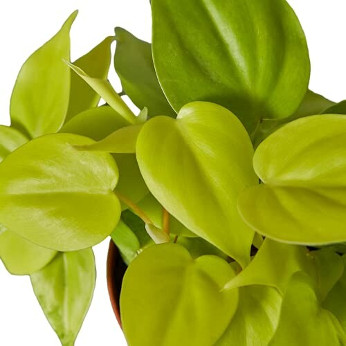 Close-up of a green philodendron plant with heart-shaped leaves