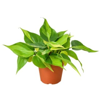 Philodendron plant in a brown pot with green leaves