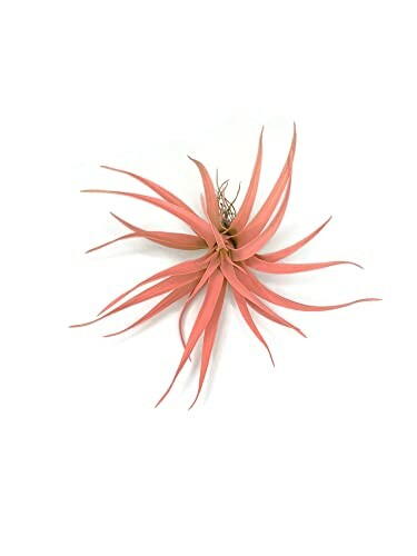 A close-up of a Colored Capitata Tillandsia air plant with long leaves on a white background