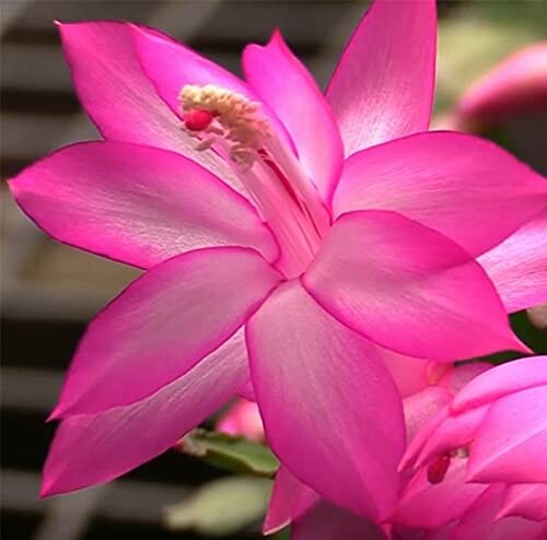 Close-up of a vibrant pink flower