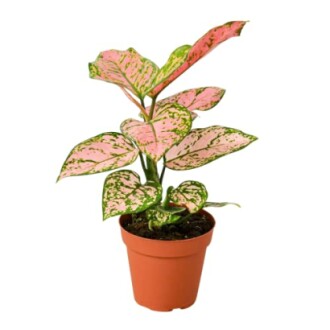 Pink and green houseplant in a pot