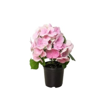 Pink hydrangea flower in a black pot