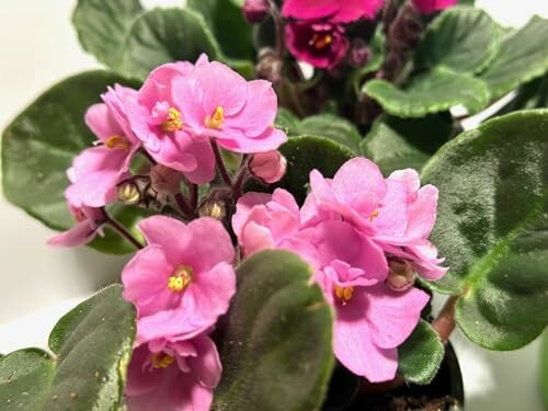 Pink and purple African violets with green leaves.