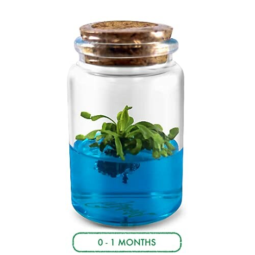 Small green plant in a jar with blue liquid and cork stopper