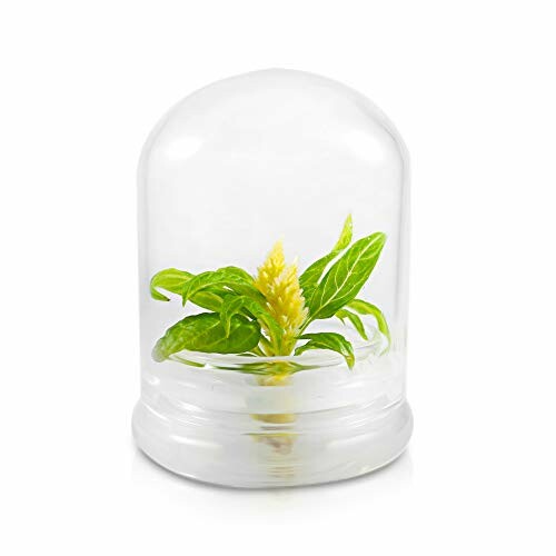 Small plant under a clear glass dome