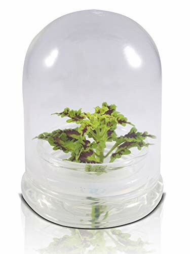 Small plant under a glass dome