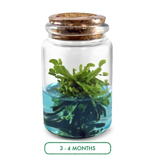 Small green plant in a glass jar with blue liquid and cork lid