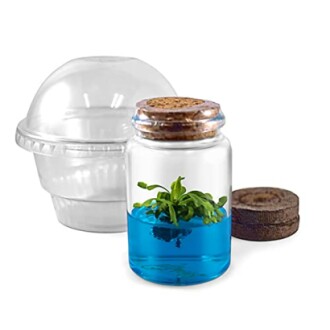 Small plant in a corked jar with blue liquid, transparent dome and peat pellet.