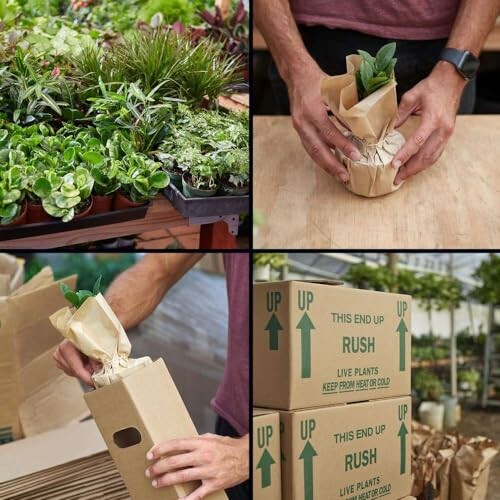 Collage of plant packaging process: potted plants, wrapping plant, placing in box, stacked boxes.