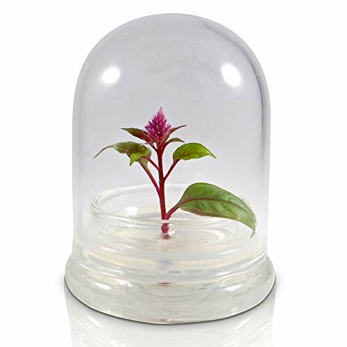 Small plant with pink flower under a clear glass dome