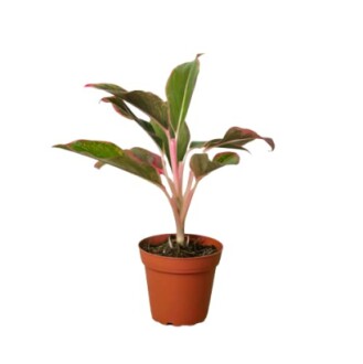 Potted aglaonema plant with green and pink leaves