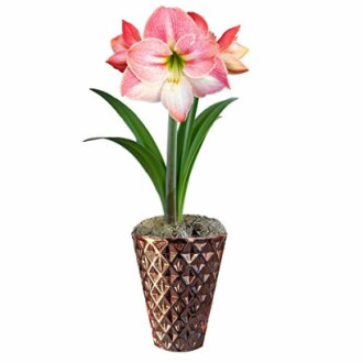 Potted amaryllis flower with pink and white petals.