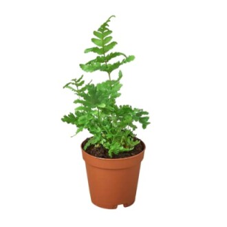 Potted fern plant with green leaves