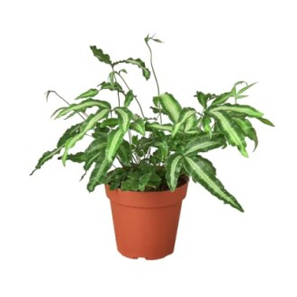 Potted green fern plant with elongated leaves