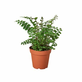 Potted green fern plant