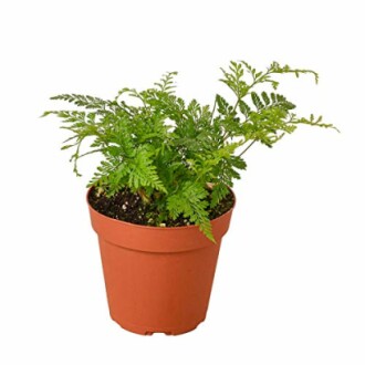 Small green fern plant in a brown pot