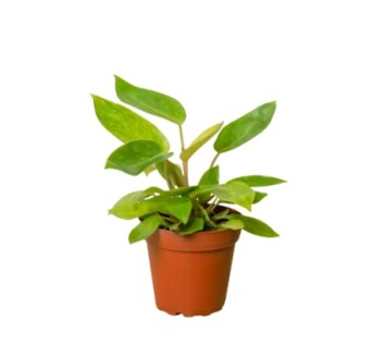 Potted green houseplant with broad leaves