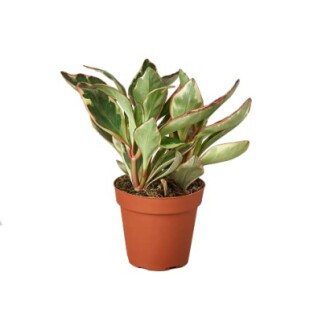 Potted green houseplant with variegated leaves.