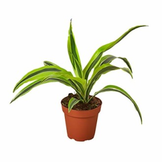 Dracaena 'Lemon Lime'