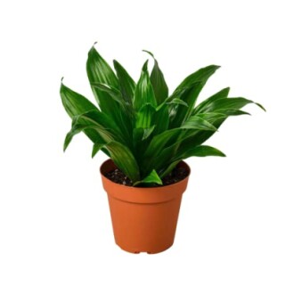 Dracaena 'Janet Craig'