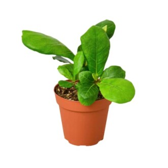 Small green plant in a brown pot