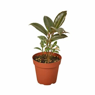 Ficus 'Tineke'