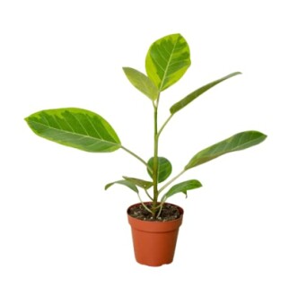 Potted green plant with broad leaves