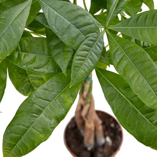 Top view of a potted green plant with large leaves.