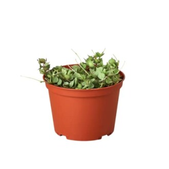 Green plant in a brown pot