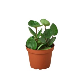 Small green plant in a brown pot