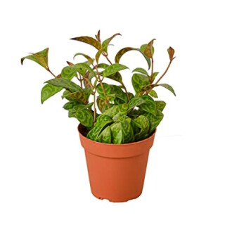 Green plant in a brown pot