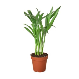 Potted green plant with long leaves