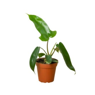 Small green plant in a brown pot