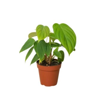 Green plant in a small brown pot