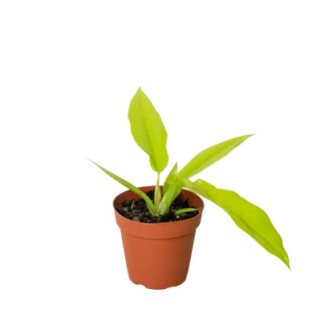 Small green plant in a brown pot