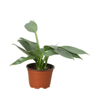 Small green plant in a brown pot