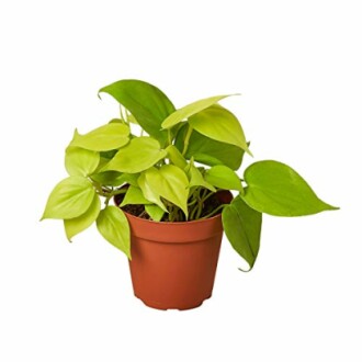 Potted green plant with heart-shaped leaves