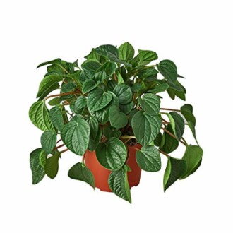 Potted green plant with heart-shaped leaves