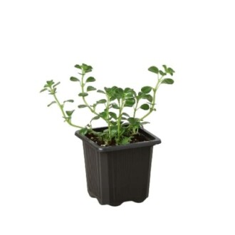 Small herb plant in a black pot