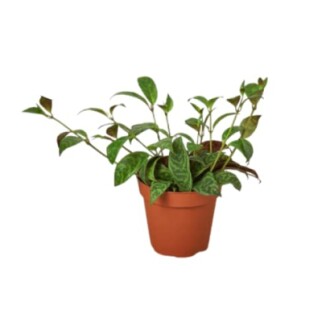 Green leafy plant in a brown pot