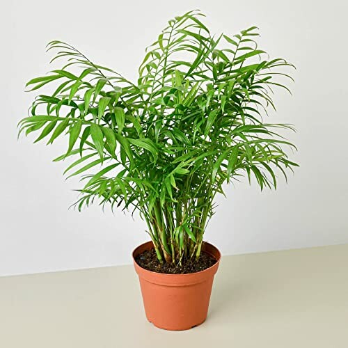 Potted indoor palm plant on a table