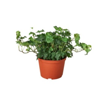 Potted ivy plant in a brown container