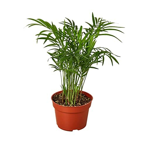 Potted parlor palm plant in a brown pot.